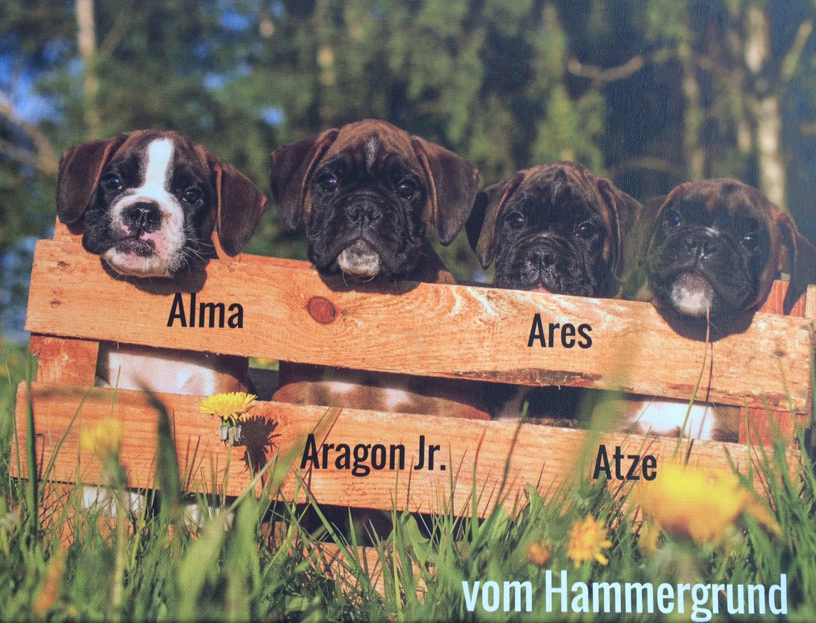 A-Wurf vom Hammergrund